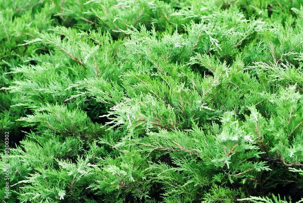 Creeping juniper in the garden Creeping juniper in the garden