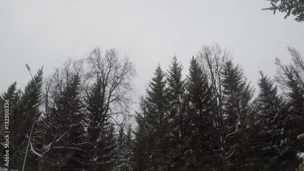 Snow-covered fir trees in the park