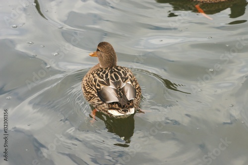 photos of beautiful ducks on the water 5