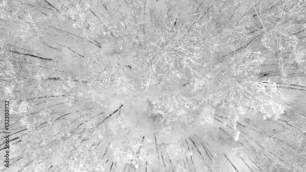 Aerial view of the forest covered with snow. Top view Aerial view of the forest covered with snow. Top view