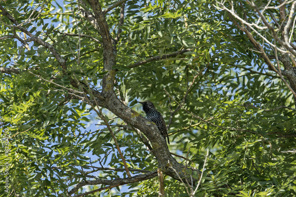 Fototapeta premium Sparrow on a building roof
