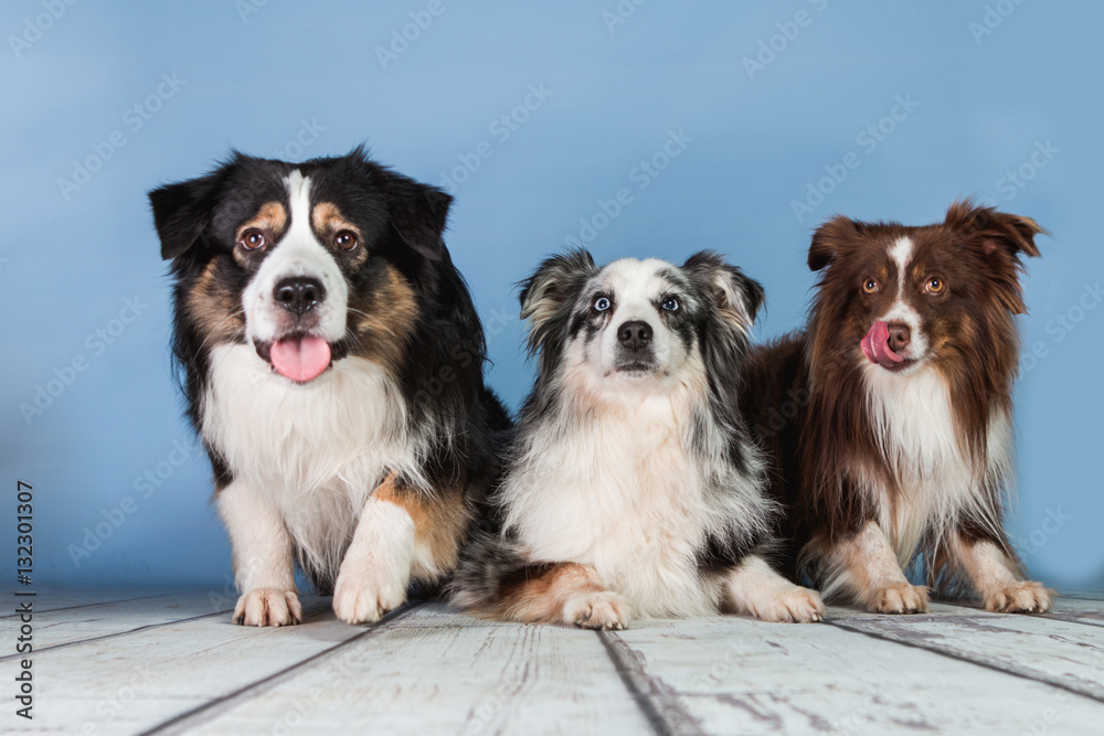 American Shepherd Rudel liegen