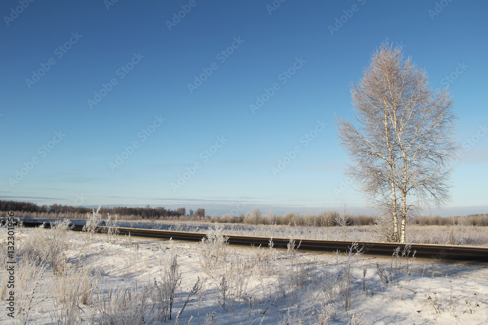 One frozen birch tree near the road and blue sky.