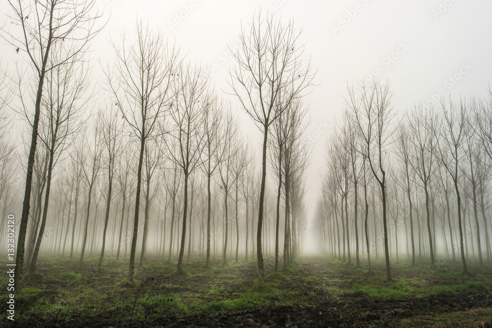 alberi nella nebbia invernale