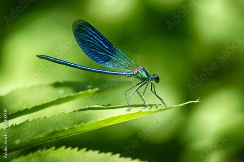 Dragonfly © andu