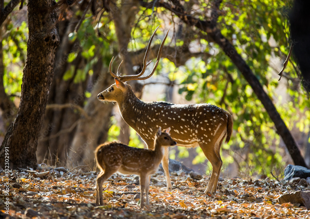 Deer with beautiful horns with a baby stands jungle in the wild. India. National Park. An excellent illustration. Deer with beautiful horns with a baby stands jungle in the wild. India. National Park. An excellent illustration.