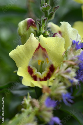 Löwenmäulchen Blüte Makro