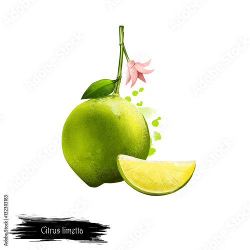 Citrus limetta fruit isolated on white. Digital art illustration. Citrus limon, C. limon Limetta species of citrus, commonly known as sweet lime, lemon, and limetta. Limu Shirin, mousambi, mosambi photo