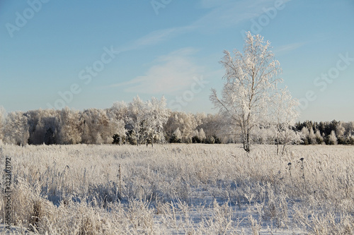 Wallpaper Mural Winter landscape with frozen trees and blue sky. Torontodigital.ca