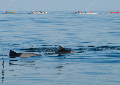 dolphins and sea kayakers