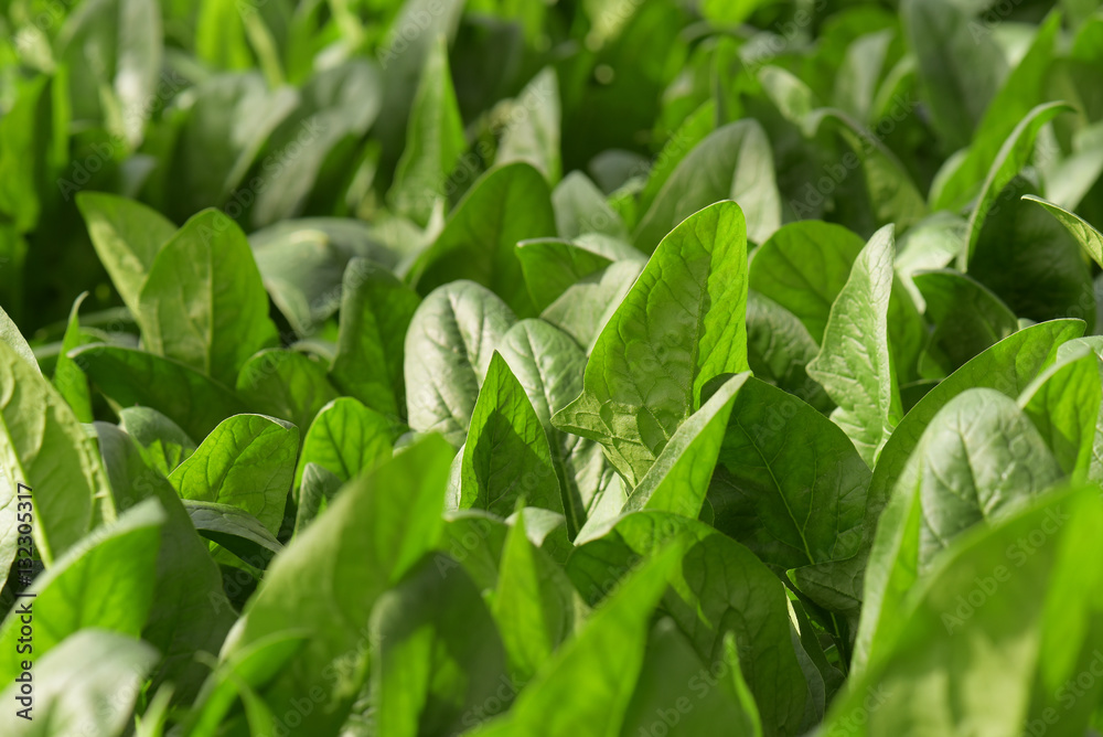 Spinach field Spinach field