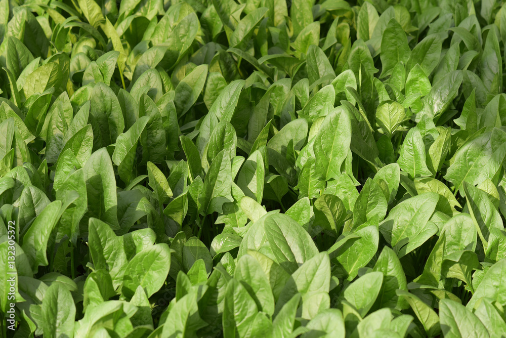 Spinach field Spinach field