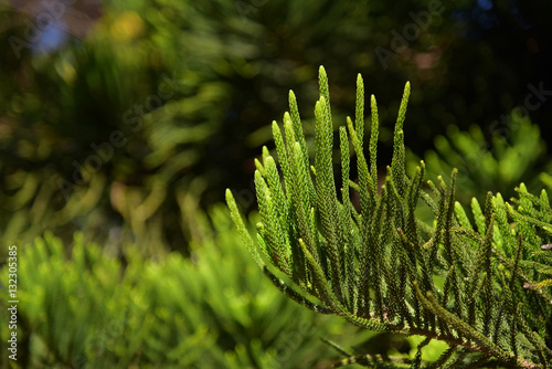 Norfolk Island Pine leaves in northern Thailand.