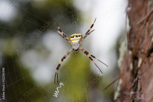 Giant Golden Orb Weaver Spider in northern Thailand