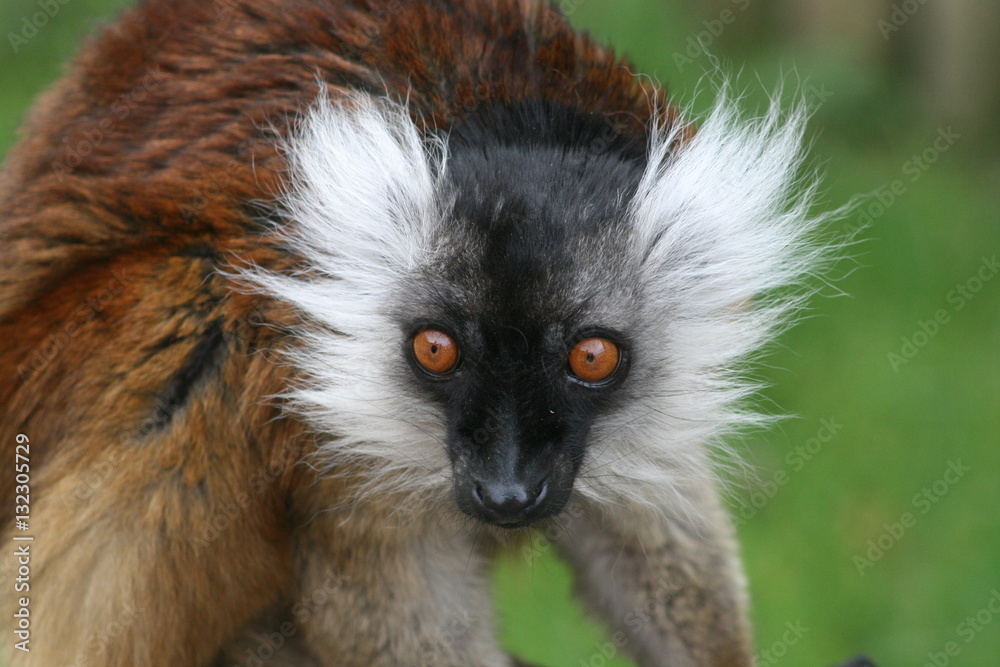 Fototapeta premium Lemur close-up