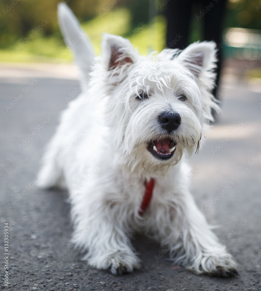 Woofing white fluffy dog sitting on asphalt. West Highland Terri Woofing white fluffy dog sitting on asphalt. West Highland Terri