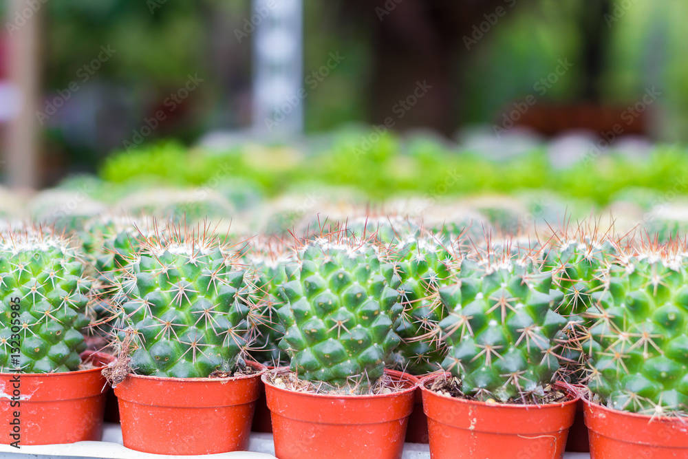Beatiful Cactus in pot background in garden. Beatiful Cactus in pot background in garden.