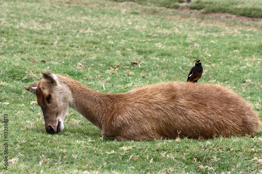 Sleeping deer with a bird on its back