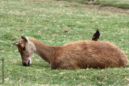 Sleeping deer with a bird on its back