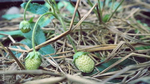 close up green strawberry on dirt ground. Ripe fruit gardening ready to harvest, vintage background
