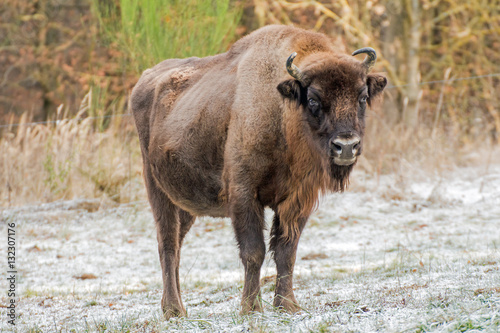 Wisent in einem Wildpark 