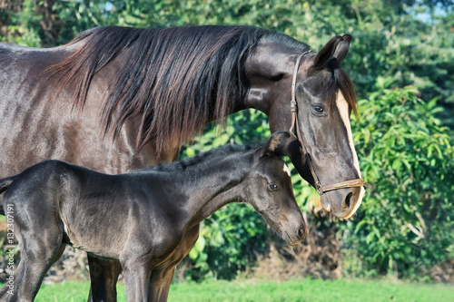 Bild auf Leinwand black Marwari dam with her foal