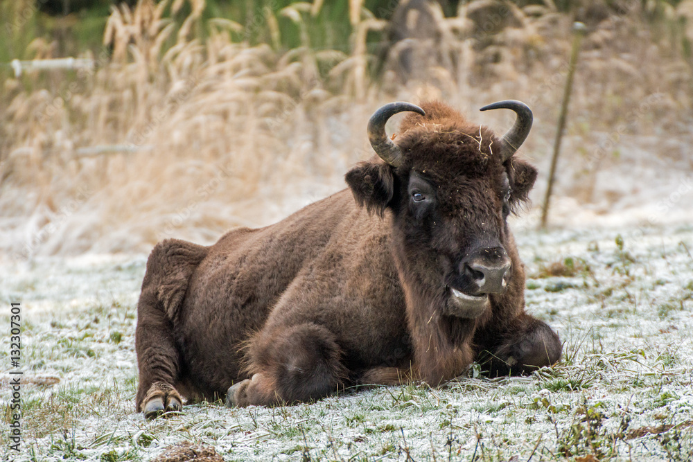 liegendes Wisent in einem Wildpark 