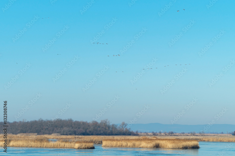 Ferto-Hansag National Park with birds and reed, Hungary