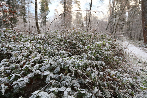 Brombeeren im Wald photo