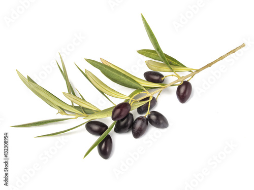 Ramas de olivo y aceitunas sobre fondo blanco