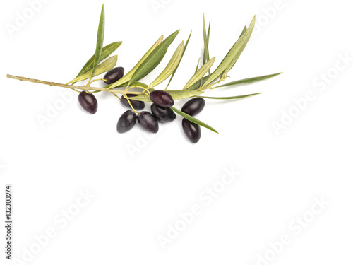 Ramas de olivo y aceitunas sobre fondo blanco