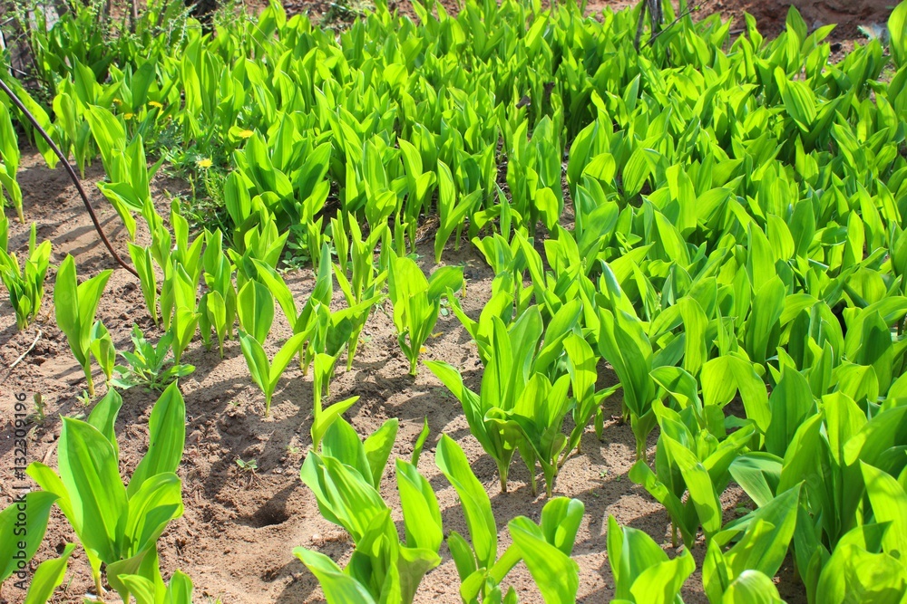 Obraz premium Spring has begun