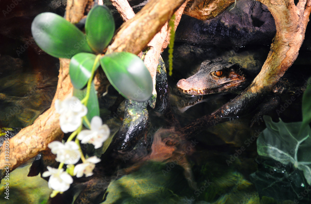 Head of an alligator lurking in the water under the branches with orchid flowers Head of an alligator lurking in the water under the branches with orchid flowers