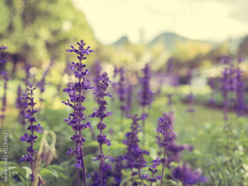 A fresh purple flower in a field on blurred background. (vintage style) 