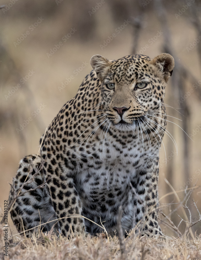 Leopard crouched ready to pounce with golden grassland as background. Taken in the Masai Mara Kenya. Leopard crouched ready to pounce with golden grassland as background. Taken in the Masai Mara Kenya.