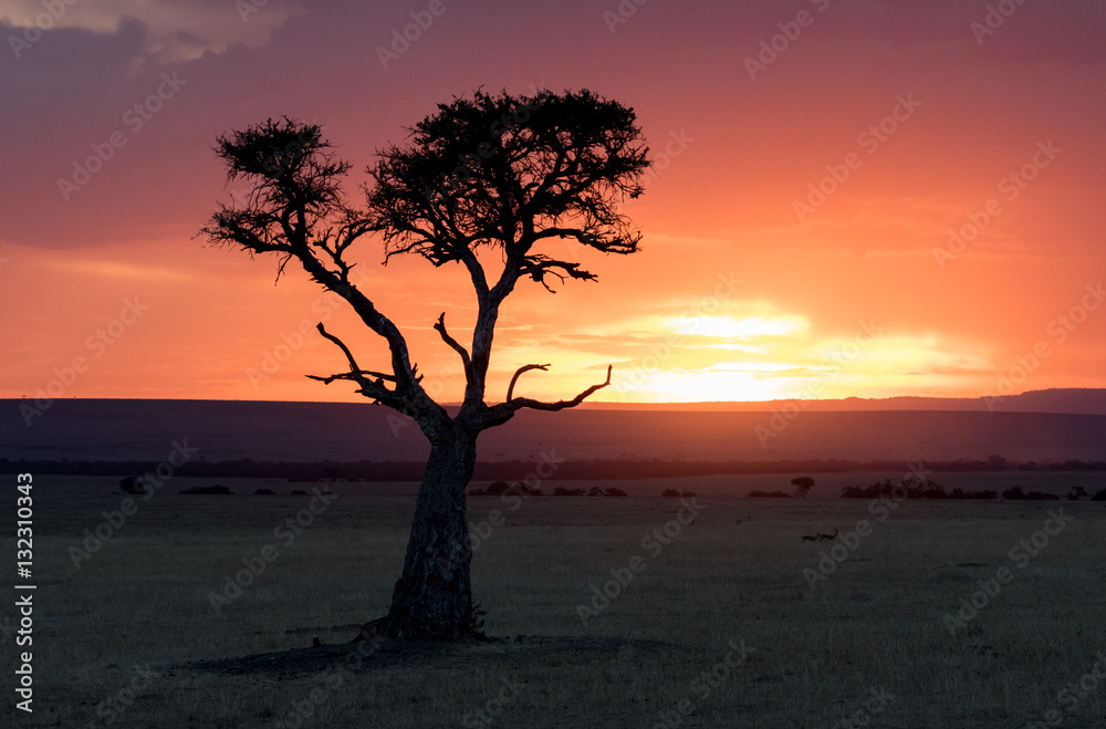 Silhouette of an Acacia tree taken at sunset in the Masai Mara Kenya.
Silhouette of an Acacia tree taken at sunset in the Masai Mara Kenya.