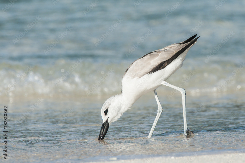 Crab Plover feeding on a sandy beach Crab Plover feeding on a sandy beach