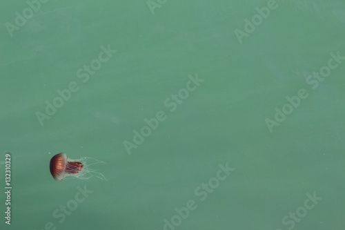 Juvenile Fish with Jellyfish (Chrysaora southcotti) in Southern Australia Port Fairy photo