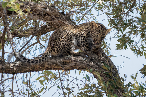 Leopard cub cleaning its paw whilst waiting for Mum up a tree in safety. Taken in the Masai Mara kenya.