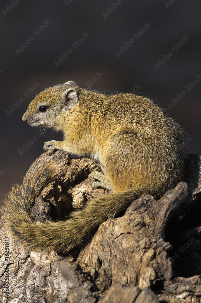Tree (yellow-footed) squirrel (Paraxerus cepapi), Chobe National Park, Botswana Tree (yellow-footed) squirrel (Paraxerus cepapi), Chobe National Park, Botswana