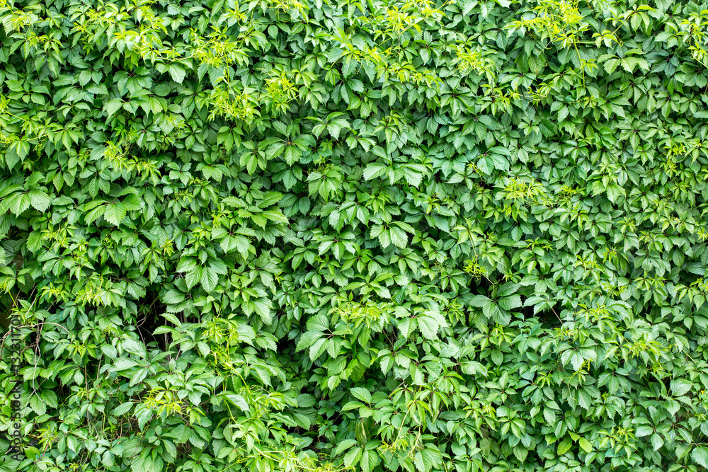 Green ivy covered wall as background image Green ivy covered wall as background image