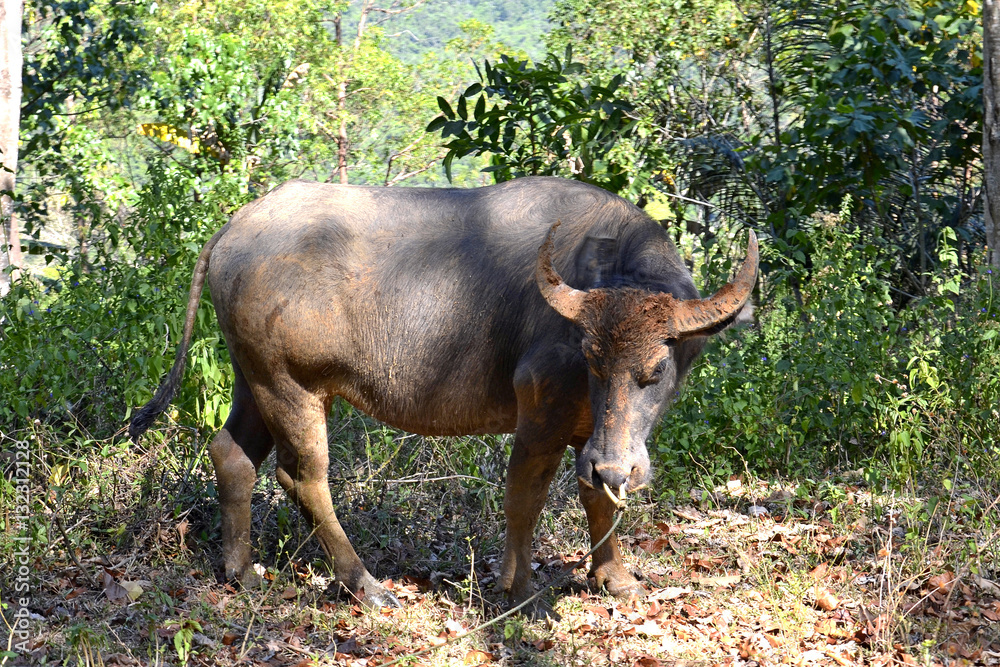 Asian Buffalo in the forest.