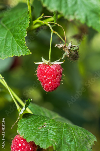 Raspberries. Growing Organic Berries closeup.