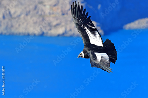 Andean Condor (Vultur Grifus), Torres del Paine, Patagonia, Chile photo