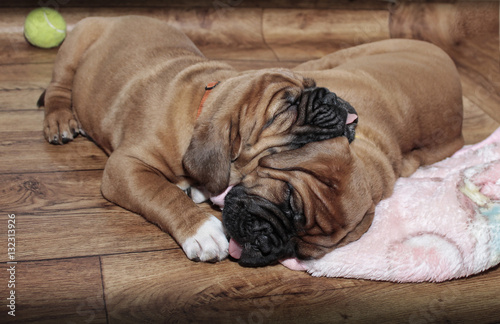 Fototapeta Naklejka Na Ścianę i Meble -  Dogue de Bordeaux - Two puppies