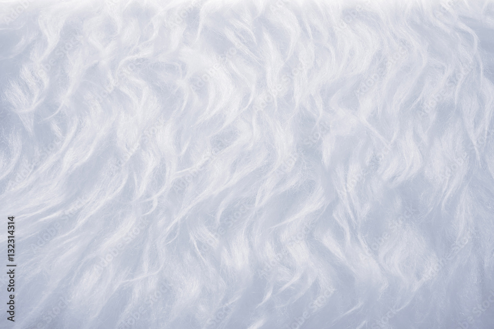 Fototapeta premium Wool background. Detail of sheep fur, Close-up of a long animal hair.