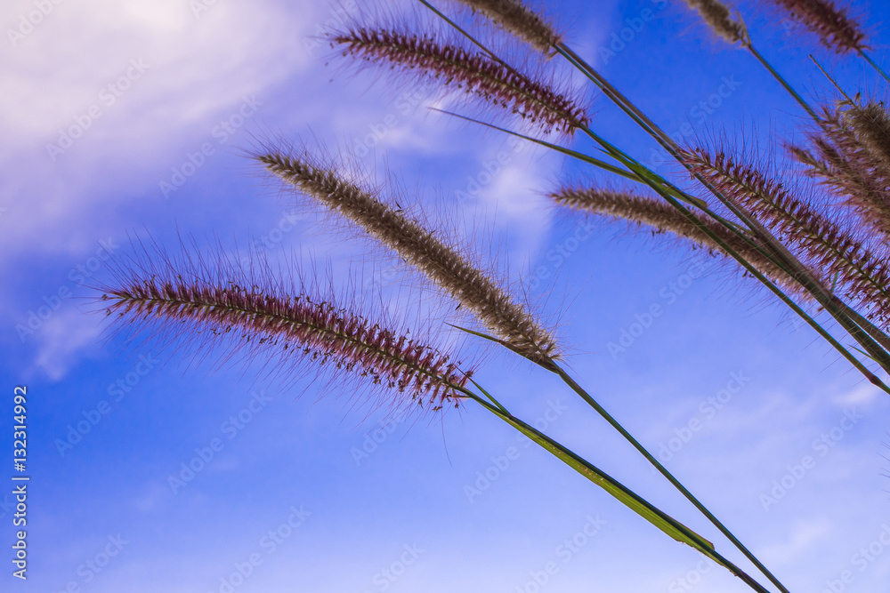 Mission grass and the blue sky Mission grass and the blue sky