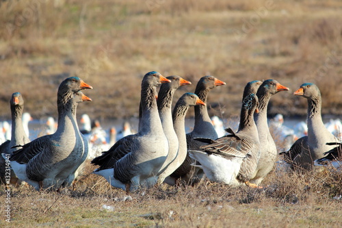 Fotografi Flock of the domestic geese in the village