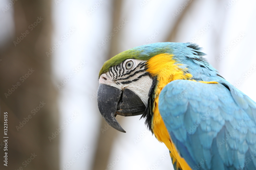 動物園のオウム