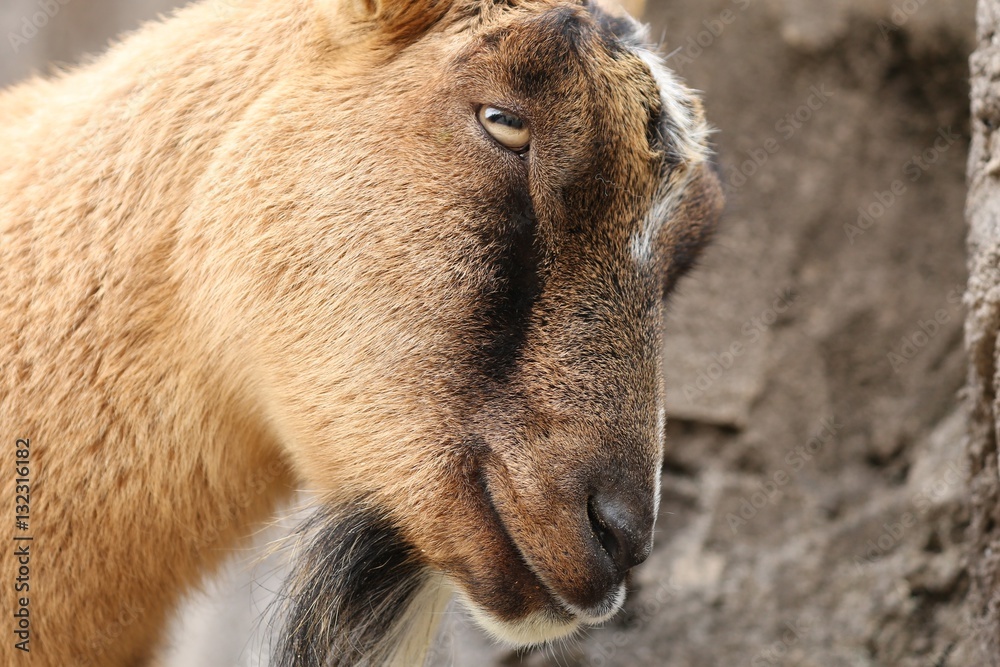 Fototapeta premium ヤギ